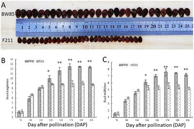 Metabolic, transcriptomic, and genetic analyses of candidate genes for seed size in watermelon